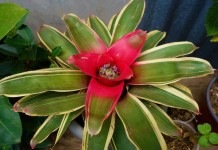 Неорегелия Каролины (Neoregelia carolinae)