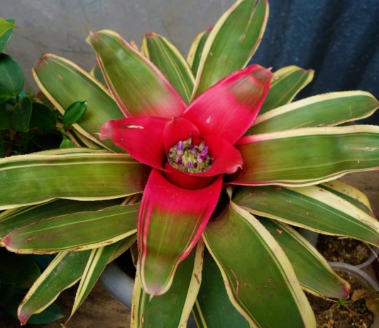 Яркая и пестрая неорегелия Каролины - Бромелиевые Неорегелия Каролины (Neoregelia carolinae)