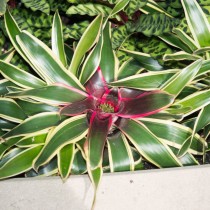 Неорелегия Каролины (Neoregelia carolinae)