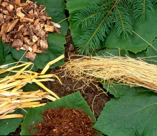 Подробно о мульчировании почвы - Цветник и ландшафт Виды органической мульчи