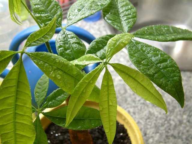 Пахира водная (Pachira aquatica)