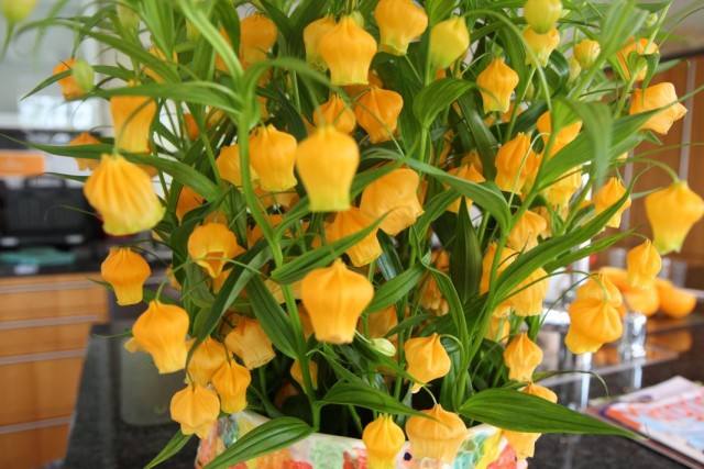 Сандерсония оранжевая (Sandersonia aurantiaca)