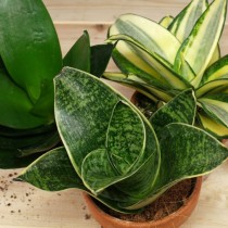 Сансевиерия трехполосая (Sansevieria trifasciata)