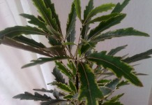 Шеффлера изящнейшая (Schefflera elegantissima)