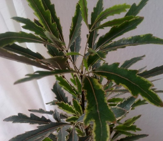 Воздушная графика шеффлеры изящнейшей - Комнатные растения Шеффлера изящнейшая (Schefflera elegantissima)