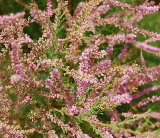 Бисерный кустарник тамарикс и его выращивание - Цветник и ландшафт Цветки Гребенщика, или Тамарикса (Tamarix)