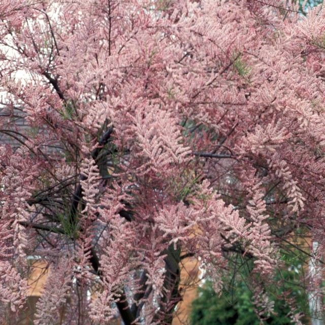 Гребенщик мелкоцветковый (Tamarix parviflora) Гребенщик мелкоцветковый (Tamarix parviflora)