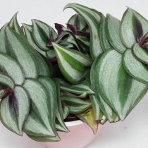 Традесканция висячая (Tradescantia zebrina)