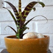 Вриезия блестящая (Vriesea splendens)