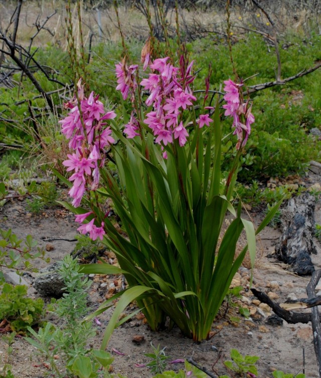 Утсония реюньонская (Watsonia borbonica)