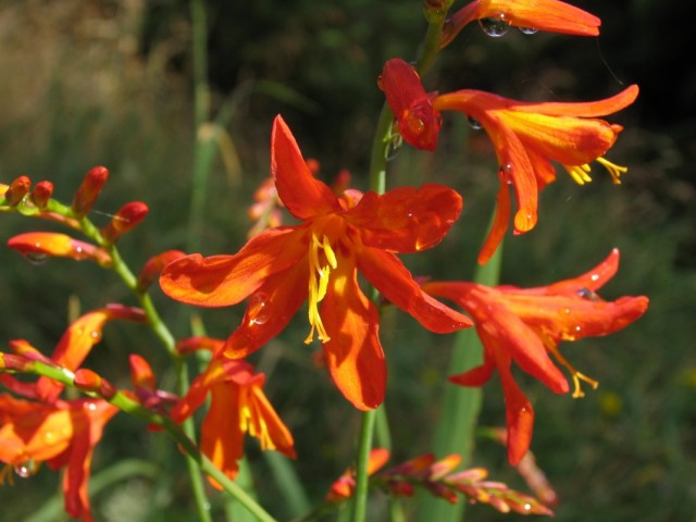 Утсония ирисолистная (Watsonia iridifolia)