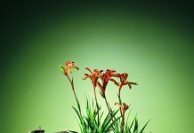 Анигозантос, или Кенгуровая лапка (Anigozanthos)