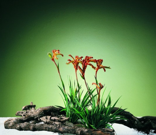 Анигозантос, или Кенгуровая лапка (Anigozanthos)