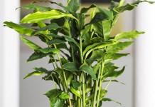 Кардамон настоящий, или элеттария кардамомум (Elettaria cardamomum)