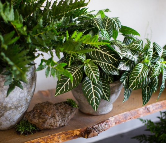 Растения со строгими узорами на листьях в интерьере