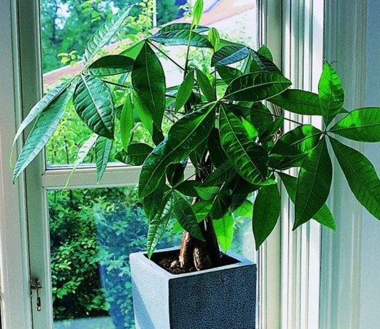 Пахира водная (Pachira aquatica)