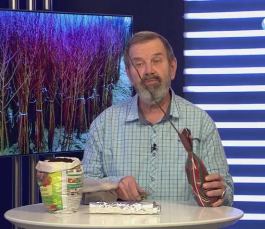 Как сохранить саженцы деревьев и кустарников до высадки в открытый грунт