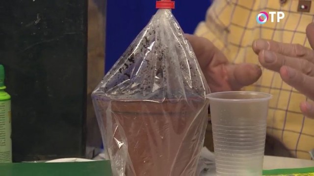 Горшок с посеянными на рассаду семенами в пакете
