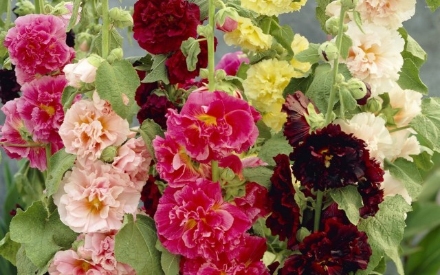 Штокроза розовая (Alcea rosea) Штокроза розовая (Alcea rosea)