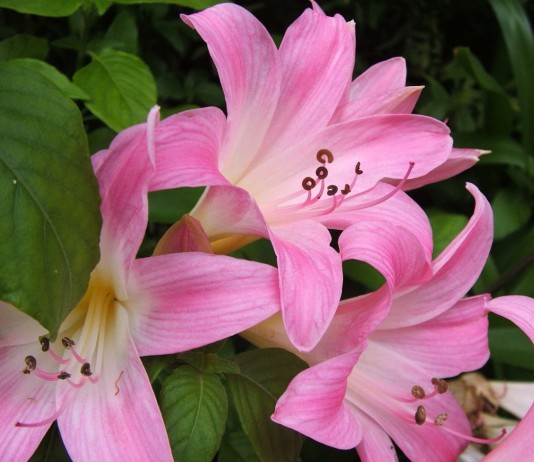 Амариллис белладонна, или Амариллис красавица (Amaryllis belladonna)