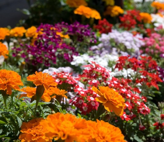 Секреты оформления цветников из летников - Цветник и ландшафт Цветник из однолетников