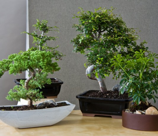 Золотые правила выращивания комнатных бонсай - Комнатные растения Бонсай