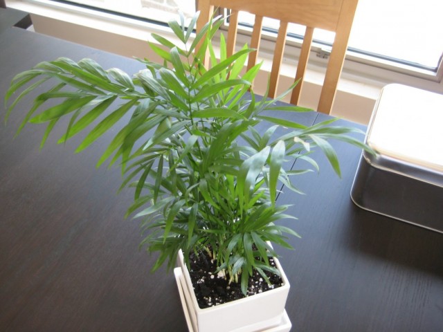 Хамедорея изящная (Chamaedorea elegans)