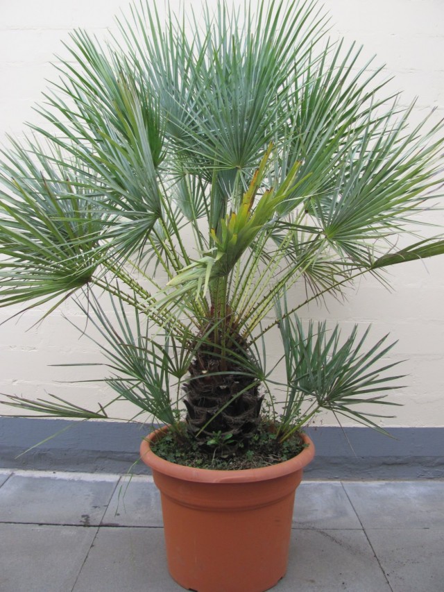 Хамеропс приземистый (Chamaerops humilis) Хамеропс приземистый (Chamaerops humilis)