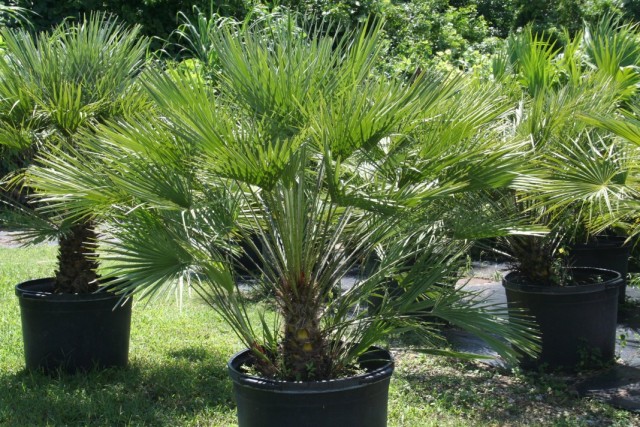 Хамеропс приземистый (Chamaerops humilis) Хамеропс приземистый (Chamaerops humilis)