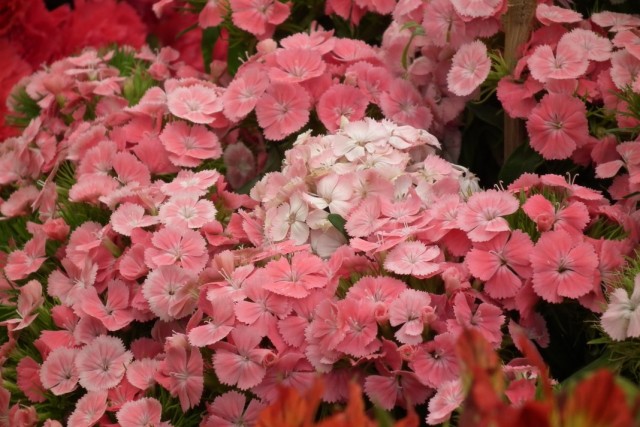Гвоздика турецкая (Dianthus barbatus) Гвоздика турецкая (Dianthus barbatus)