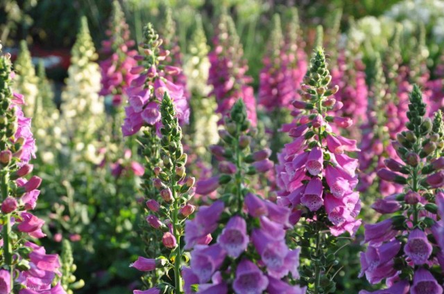 Наперстянка, или Дигиталис (Digitalis) Наперстянка, или Дигиталис (Digitalis)