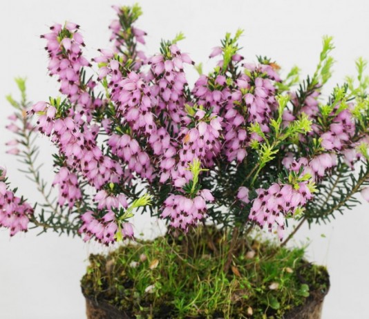 Эрика травянистая (Erica herbacea)