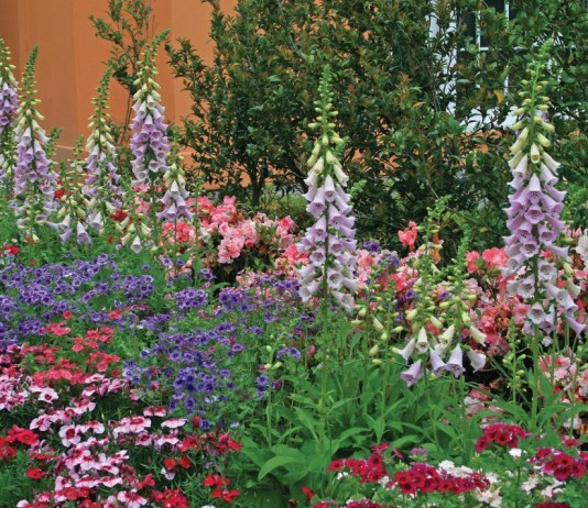 Цветник с наперстянками