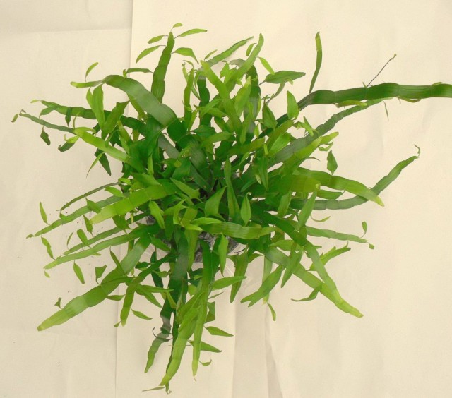 Гомалокладиум плосковеточный (Homalocladium platycladum)