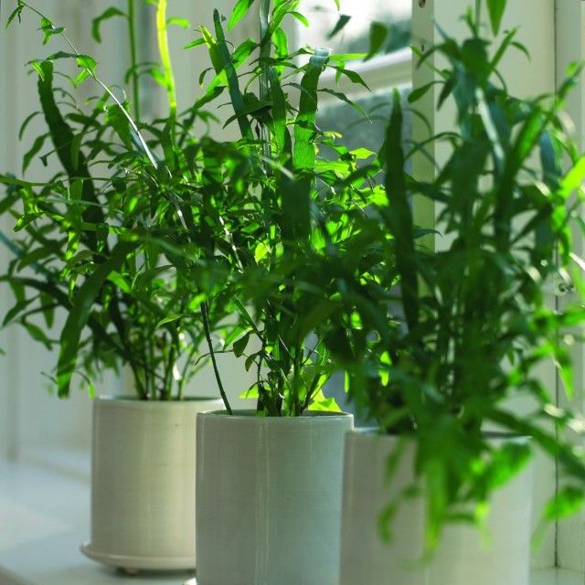 Гомалокладиум плосковеточный (Homalocladium platycladum)