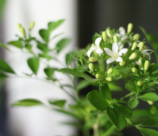 Муррайя метельчатая (Murraya paniculata)