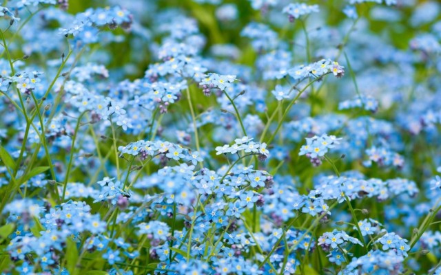 Незабудки (Myosotis) Незабудки (Myosotis)