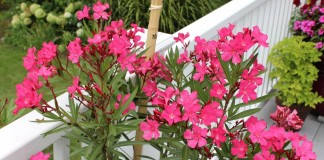 Олеандр обыкновенный (Nerium oleander)