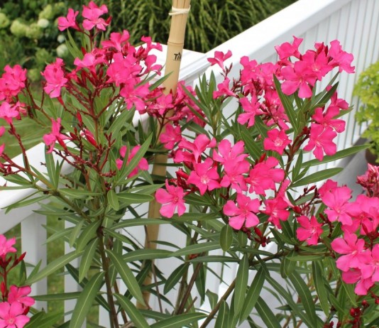 О чём следует помнить, если вы захотели привезти из отпуска растение? - Редкие и необычные Олеандр обыкновенный (Nerium oleander)