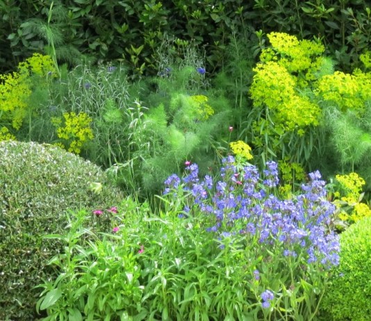 Влияние фитонцидов растений на нашу жизнь - Цветник и ландшафт Грядка фитонцидных растений