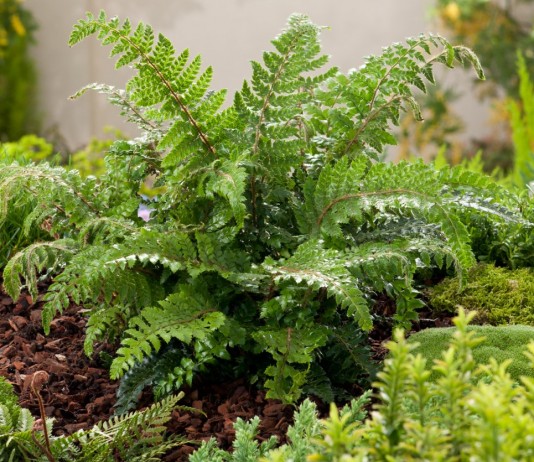 Многорядник многореснитчатый (Polystichum polyblepharum)
