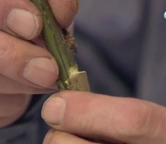 Соединяем места прививки