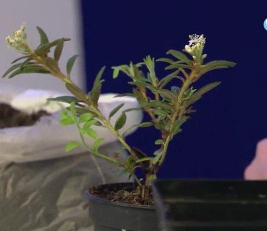 Багульник гренландский - Цветник и ландшафт Рододендрон гренландский (Rhododendron groenlandicum), или Багульник гренландский (Ledum groenlandicum)