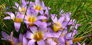 Ромулея Клузиуса (Romulea clusiana)