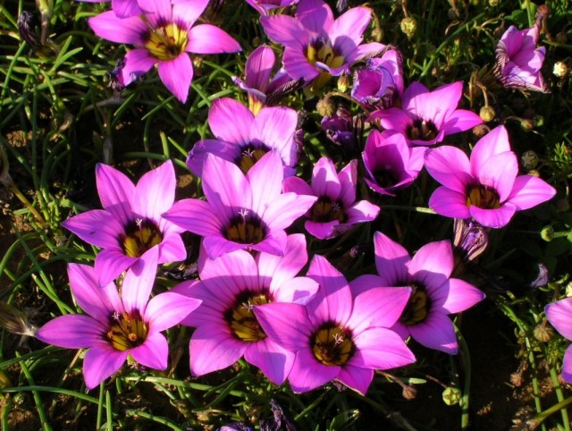 Ромулея комсбергская (Romulea komsbergensis) Ромулея комсбергская (Romulea komsbergensis)