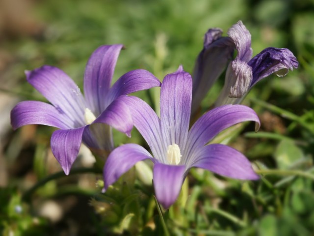 Ромулея итальянская (Romulea ligustica) Ромулея итальянская (Romulea ligustica)