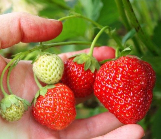 Земляника ананасная, Земляника садовая, Земляника крупноплодная (Fragaria ananassa)