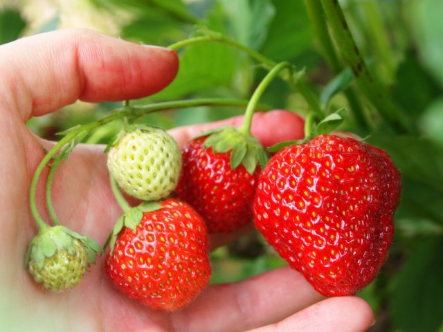 Земляника ананасная, Земляника садовая, Земляника крупноплодная (Fragaria ananassa)