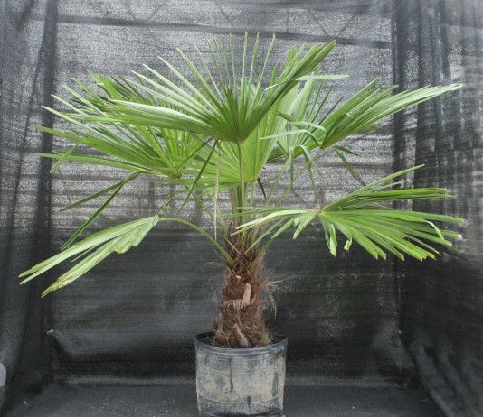 Трахикарпус Форчуна (Trachycarpus fortunei)