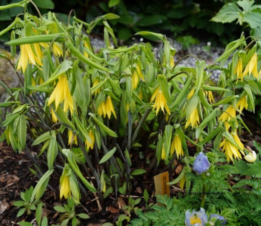 Увулярия крупноцветковая (Uvularia grandiflora) в цветнике